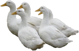 Seuraa ankkoja takaisin